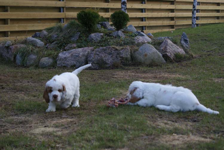 Carla_Reena_8,5weeks_f