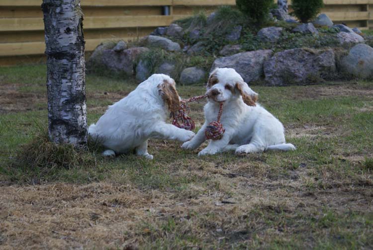 Carla_Reena_8,5weeks_k