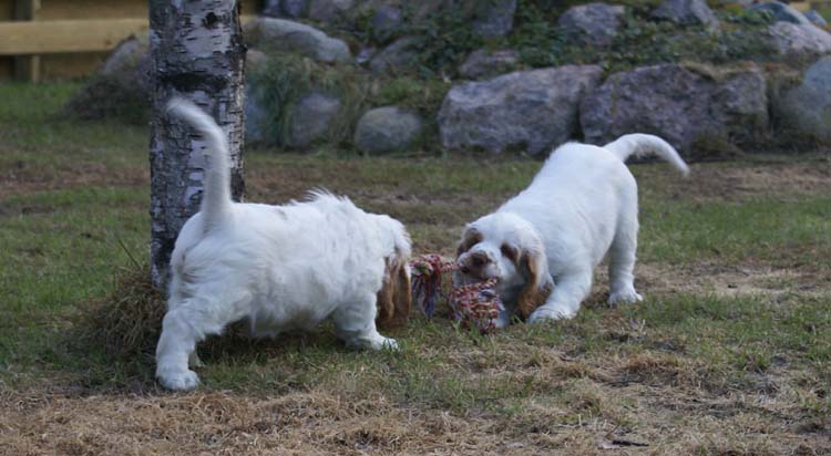 Carla_Reena_8,5weeks_m