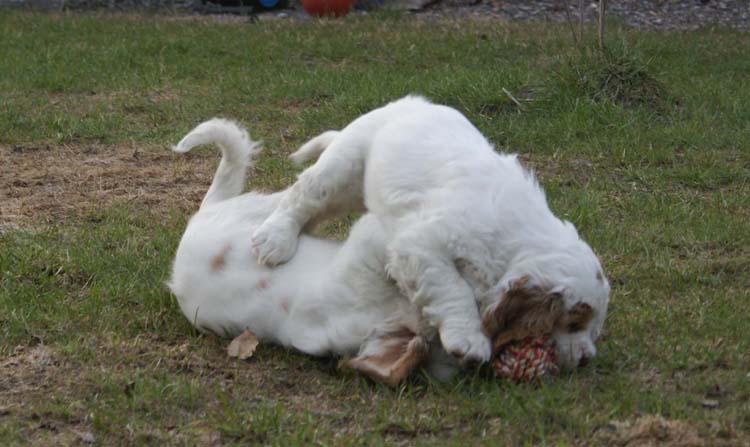 Carla_Reena_8,5weeks_s