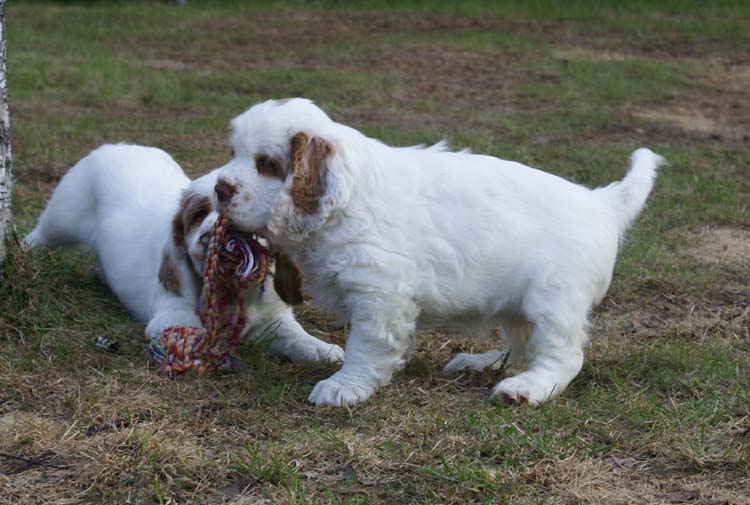 Carla_Reena_8,5weeks_v