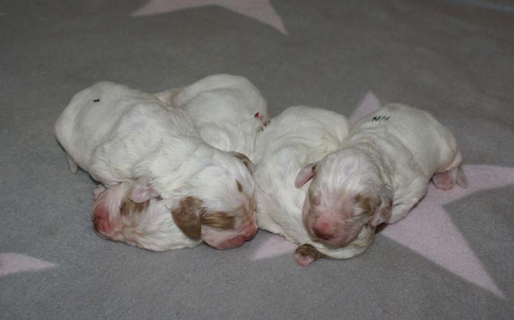 a_Cotton_Rocky_pups_1week