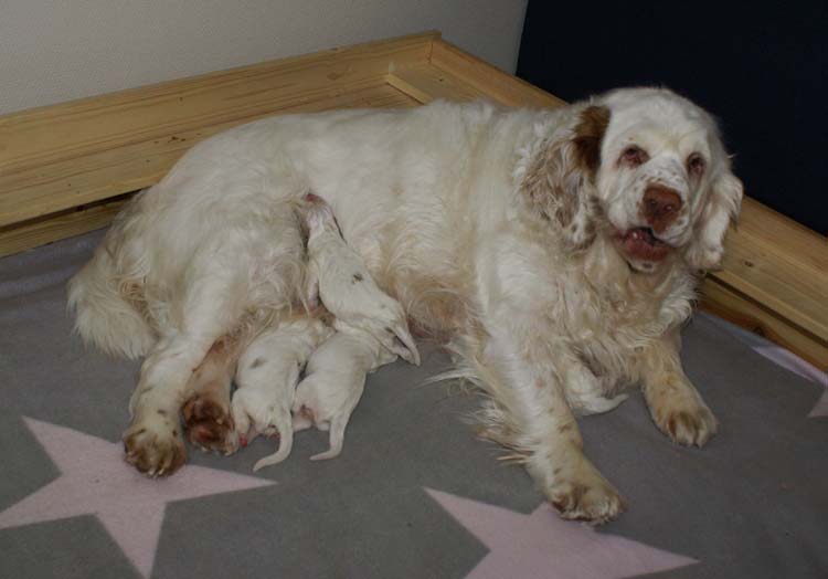 a_Cotton_Rocky_pups_1week_c