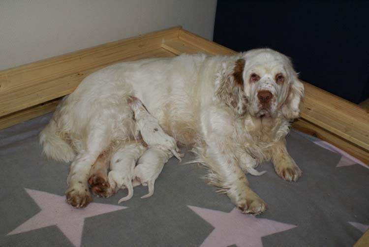 a_Cotton_Rocky_pups_1week_d