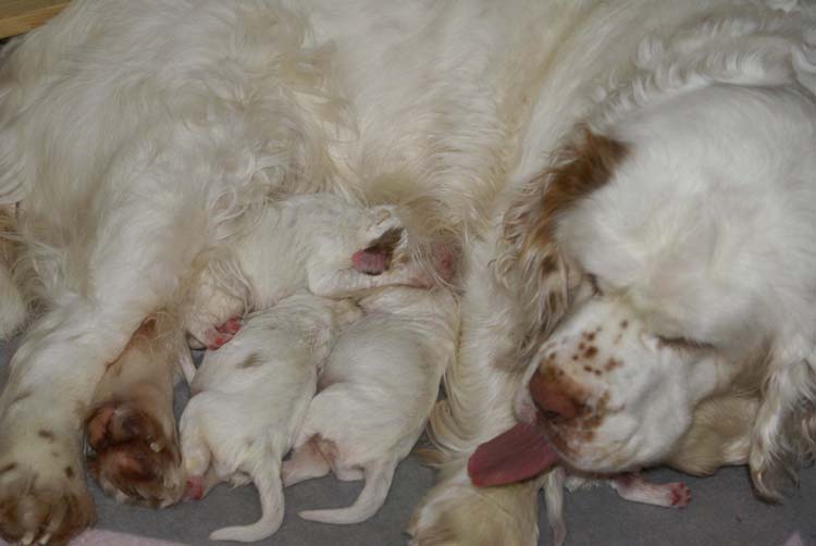 a_Cotton_Rocky_pups_1week_f