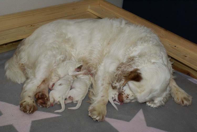 a_Cotton_Rocky_pups_1week_h