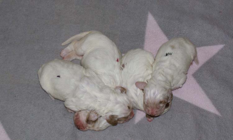 a_Cotton_Rocky_pups_1week_i