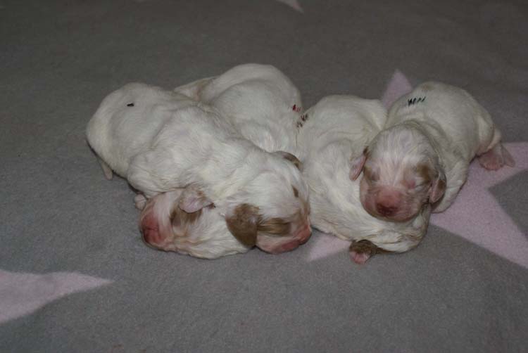 a_Cotton_Rocky_pups_1week_k