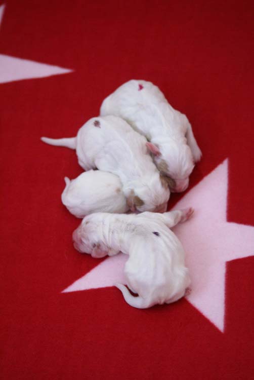 Cotton_Litter_pups_1day_a