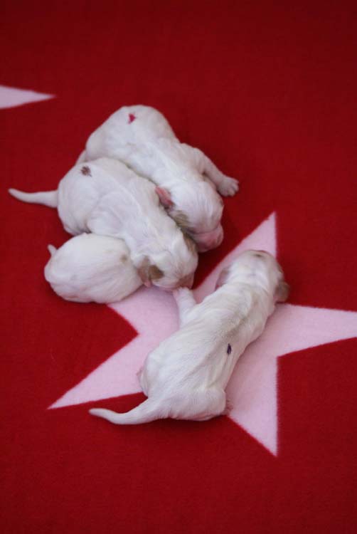 Cotton_Litter_pups_1day_b