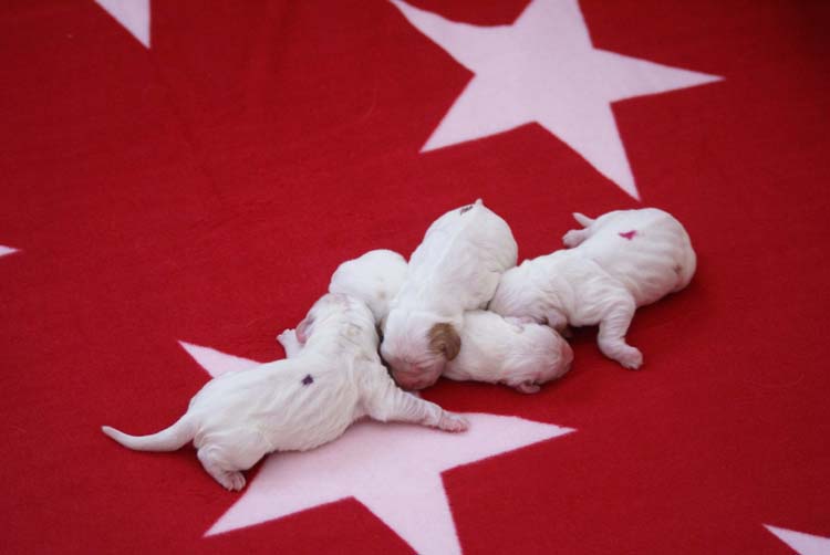Cotton_Litter_pups_1day_c