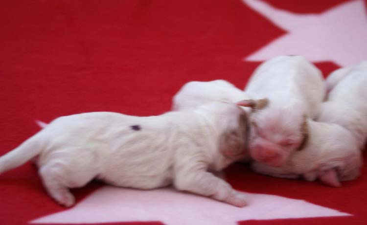 Cotton_Litter_pups_1day_e