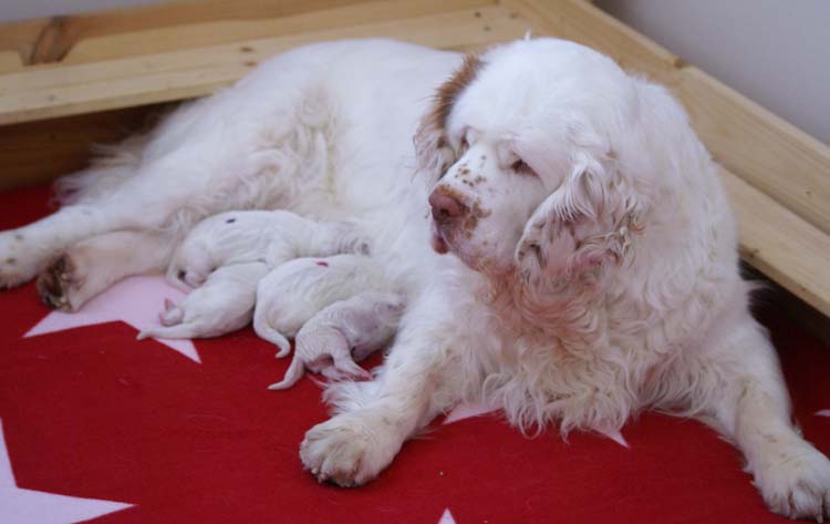 Cotton_Litter_pups_1day_f