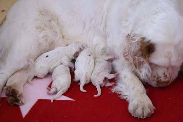 Cotton_Litter_pups_1day_g