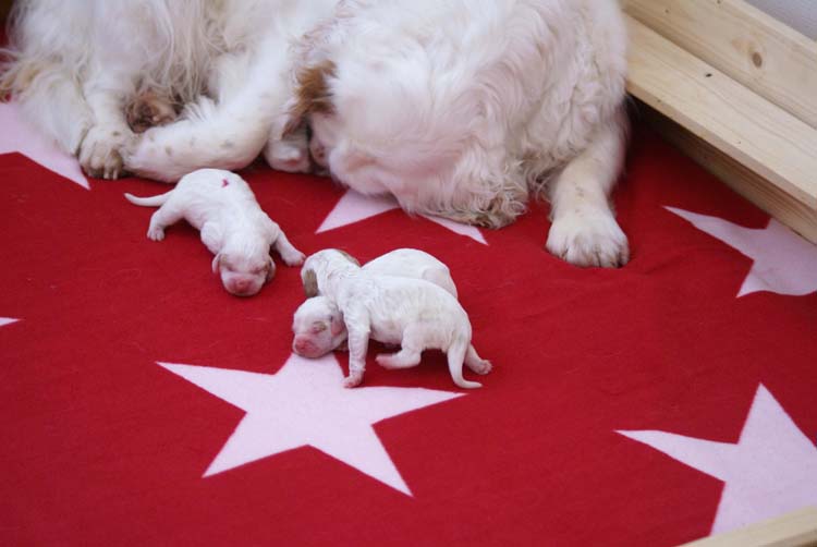 Cotton_Litter_pups_1day_h