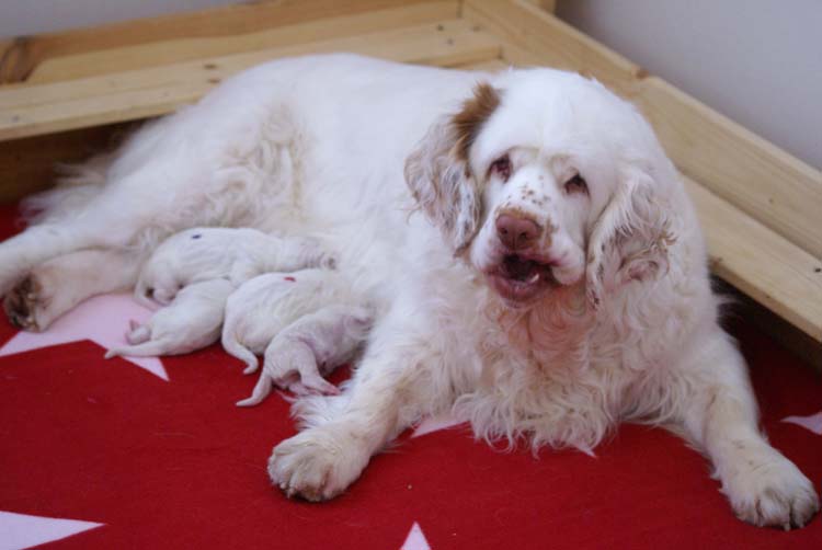 Cotton_Litter_pups_1day_j