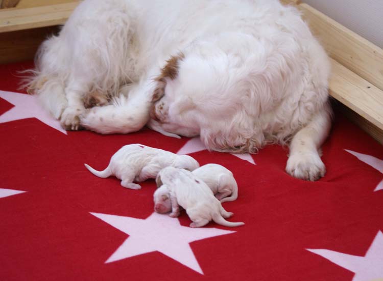 Cotton_Litter_pups_1day_k