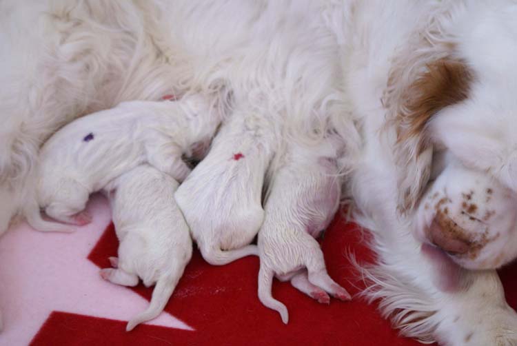 Cotton_Litter_pups_1day_p