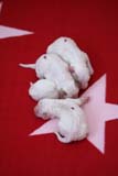 Cotton_Litter_pups_1day_a