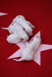 Cotton_Litter_pups_1day_b