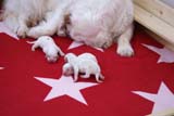 Cotton_Litter_pups_1day_h