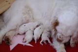 Cotton_Litter_pups_1day_l