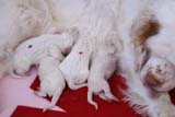 Cotton_Litter_pups_1day_p