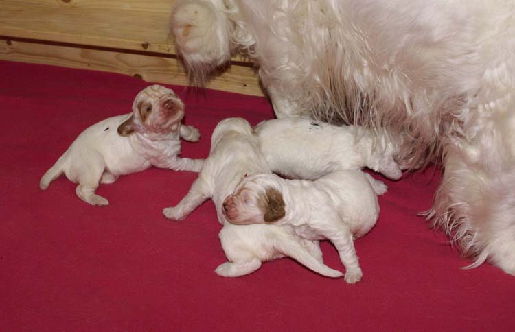 a_Cotton_Rocky_pups_2weeks_f