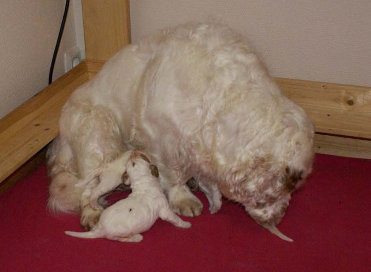 a_Cotton_Rocky_pups_2weeks_g