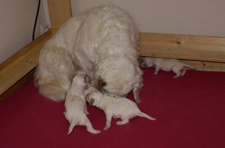 a_Cotton_Rocky_pups_2weeks_h