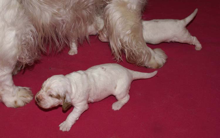 a_Cotton_Rocky_pups_2weeks_i