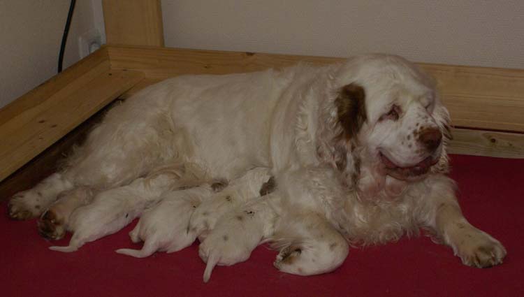 a_Cotton_Rocky_pups_2weeks_k