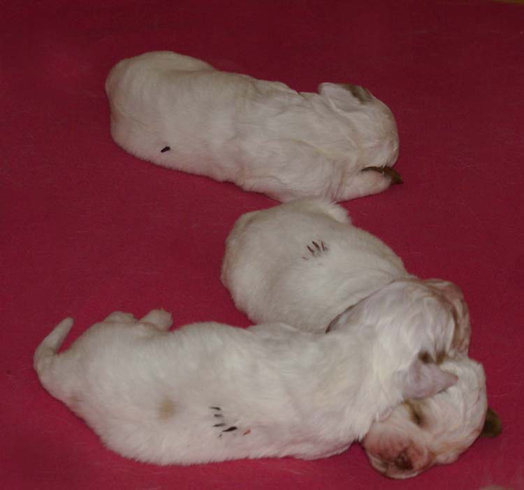 a_Cotton_Rocky_pups_2weeks_l