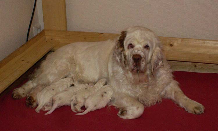 a_Cotton_Rocky_pups_2weeks_m