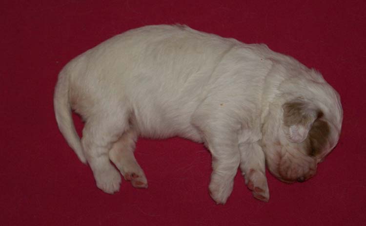 a_Cotton_Rocky_pups_2weeks_p