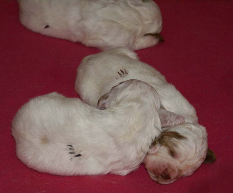 a_Cotton_Rocky_pups_2weeks_q