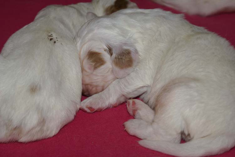 a_Cotton_Rocky_pups_2weeks_s