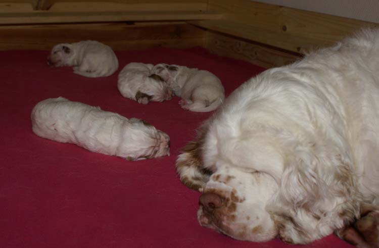 a_Cotton_Rocky_pups_2weeks_t