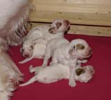 a_Cotton_Rocky_pups_2weeks_d