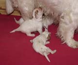 a_Cotton_Rocky_pups_2weeks_e