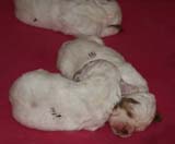 a_Cotton_Rocky_pups_2weeks_q