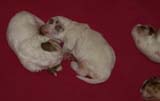 a_Cotton_Rocky_pups_2weeks_r
