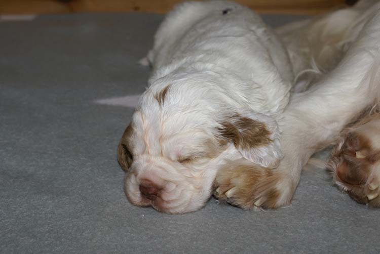 Cotton_Rocky_pups_3,5weeks_d