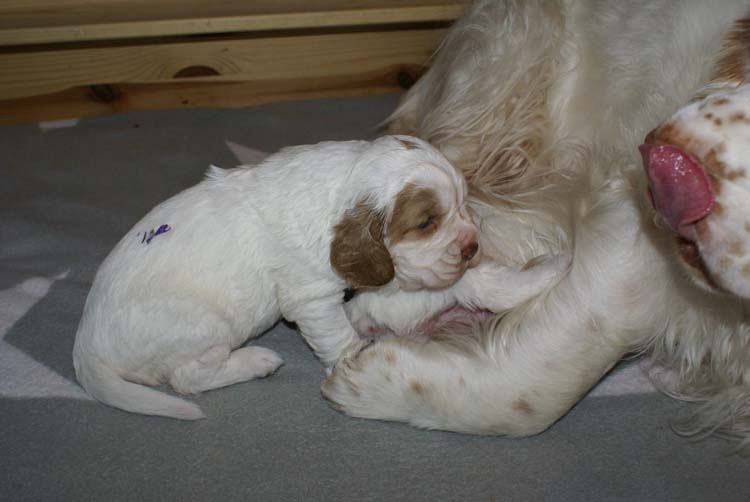 Cotton_Rocky_pups_3,5weeks_f