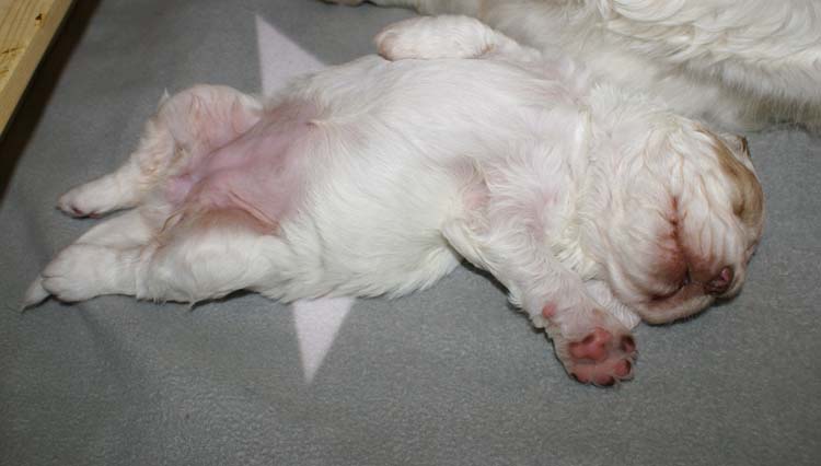 Cotton_Rocky_pups_3,5weeks_g