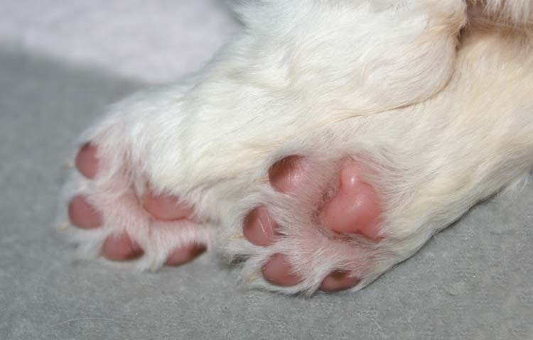 Cotton_Rocky_pups_3,5weeks_h