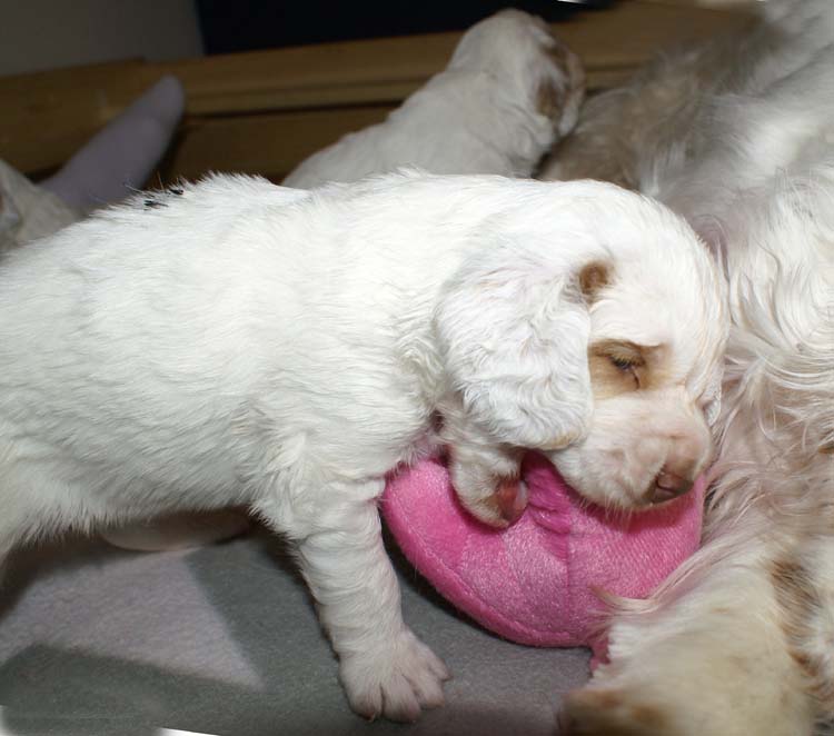 Cotton_Rocky_pups_3,5weeks_i