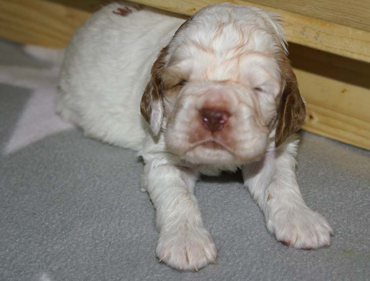 Cotton_Rocky_pups_3,5weeks_k