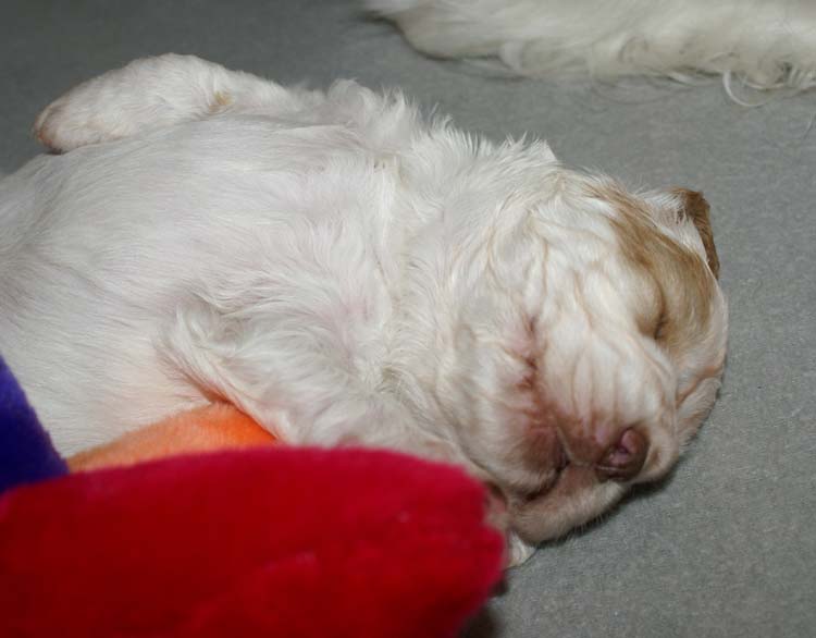 Cotton_Rocky_pups_3,5weeks_l