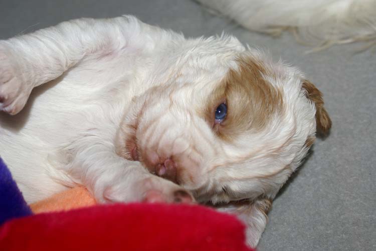 Cotton_Rocky_pups_3,5weeks_m